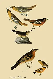 Varied: Perching Birds