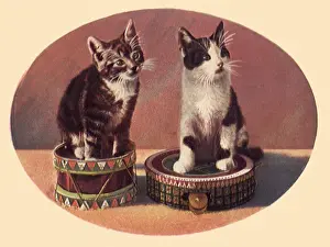 Respectively: Percussion Cats