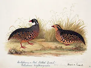 Bushby: Perdicula erythrorhyncha, painted bush quail