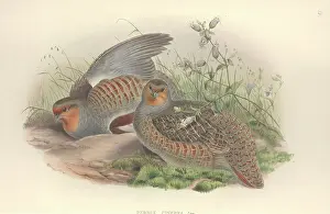 Caryophyllaceae: Perdix perdix, grey partridge
