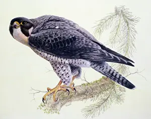 Peregrine: Peregrine Falcon