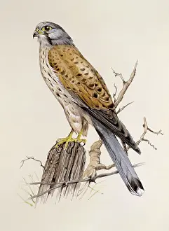 Peregrine: A Peregrine Falcon