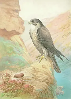 Peregrine: Peregrine Falcon