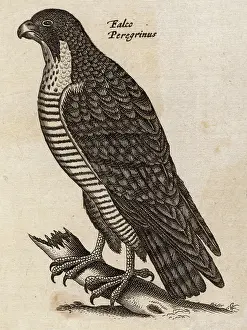 Peregrine: PEREGRINE FALCON