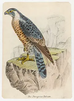 Peregrine: PEREGRINE FALCON
