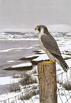 Falco: PEREGRINE FALCON