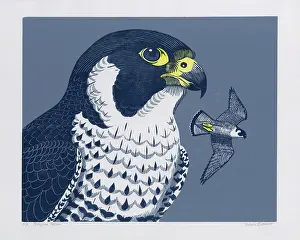 Falco: Peregrine Falcon