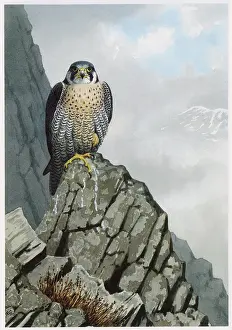 Peregrine: Peregrine Falcon