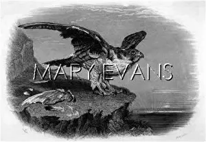 Peregrine: PEREGRINE FALCON