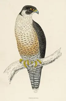 Peregrine: Peregrine Falcon - Bird of Prey