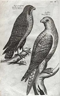 Gyrfalcon: The peregrine falcon and gyrfalcon