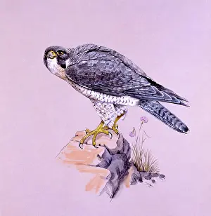 Talons: Peregrine Falcon on a rock