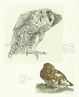 Peregrine: Peregrine and Ptarmigan