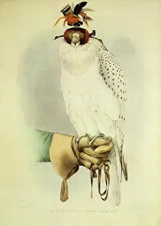 Falco: Peregrines, Falco peregrinus