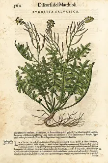 Mattioli: Perennial wall-rocket, Diplotaxis tenuifolia