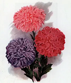 Unwin: The Perfection Asters