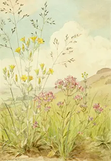 Centaury: Perfoliate Yellow-wort