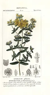 Caerulea: Perforate St John's-wort, Hypericum perforatum