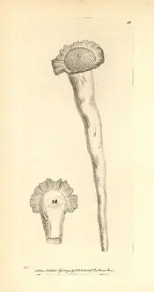 Perforated: Perforated serpula, Serpula perforata