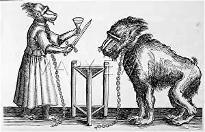 Baboons: Performing Baboons