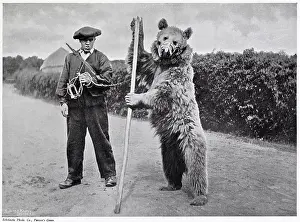 Taming: Performing Bear