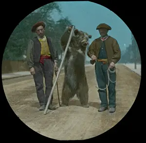 Muzzled: Performing Bear with Pole