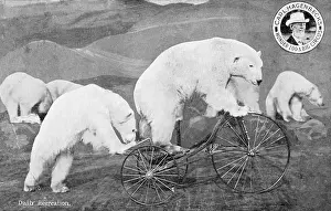 Hagenbecks: Performing Circus Polar Bears