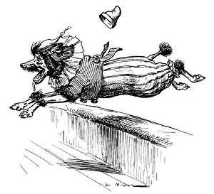 Circuses: Performing dog jumping over a rail