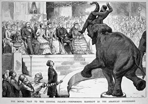 Entertains: PERFORMING ELEPHANT
