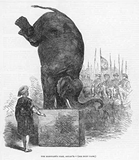 Obligingly: PERFORMING ELEPHANT