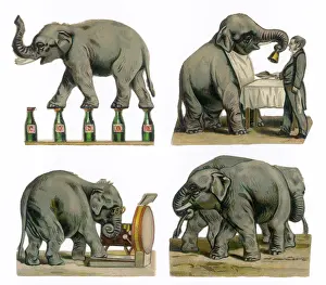 Bang: PERFORMING ELEPHANTS