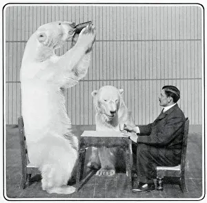 Hagenbeck: Performing Polar Bears 1903