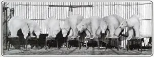 Hagenbeck: Performing Polar Bears 1903