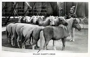 Gilberts: The performing ponies of William Gilbert's Circus