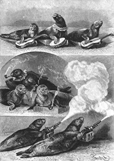 Talented: Performing seals at a circus, c. 1890