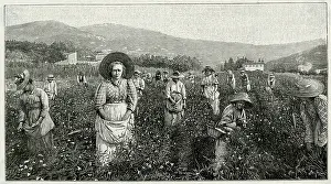 Grasse: Perfume Manufacture - 1898