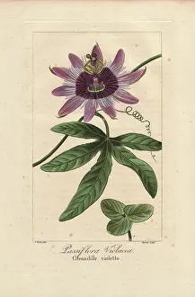Violacea: Perfume passionflower, Passiflora violacea