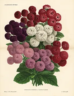 Cineraria: Pericallis cruenta hybrids