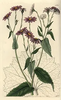 Groundsel: Pericallis tussilaginis