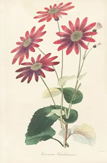 Volume 4: Pericallis tussilaginis