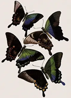 Pericles: Pericles Papilio and Others