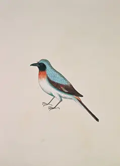 Elphick: Pericriotus cinnamomeus, small minivet