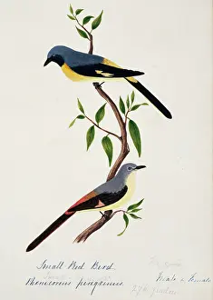 Campephagidae: Pericrocotus cinnamomeus peregrinus, small minivet
