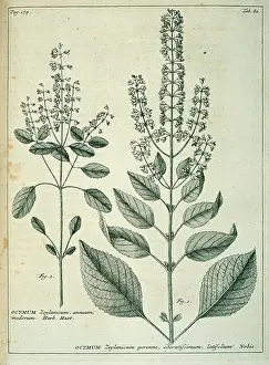Ocimum: Perilla frutescens, beef steak plant