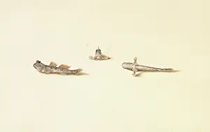 Breath: Periophthalmus sp. mudskipper