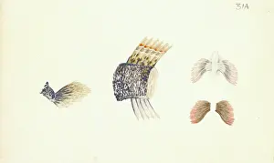 Breath: Periophthalmus sp. mudskipper