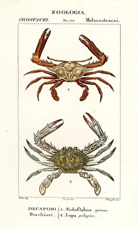 Pretre: Periscope crab and flower crab