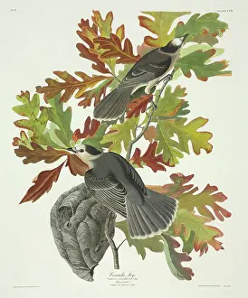 Corvidae: Perisoreus canadensis, grey jay