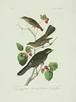 Townsend: Perisorius canadensis, Catharus guttatus, Myadestes townsend