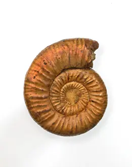 Ammonite: Perisphinctes, ammonite